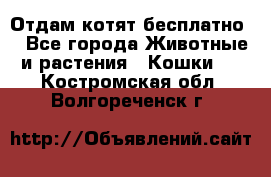 Отдам котят бесплатно  - Все города Животные и растения » Кошки   . Костромская обл.,Волгореченск г.